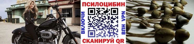 OMG tor  Чехов  Галлюциногенные грибы Psilocybine cubensis 